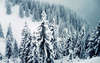 Wildgeheimnisvollen Wald , wunderschön gekleidet in feinstes Kristall Schneeflocken schön .