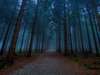 Foto des großen magischen Wald