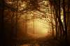 HQ wallpaper avec une forêt magique sombre brumeux