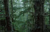 Fond d'écran avec de nombreux visages d'arbres ligneux pur-sang