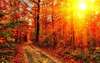 Autumn in the forest wallpaper.